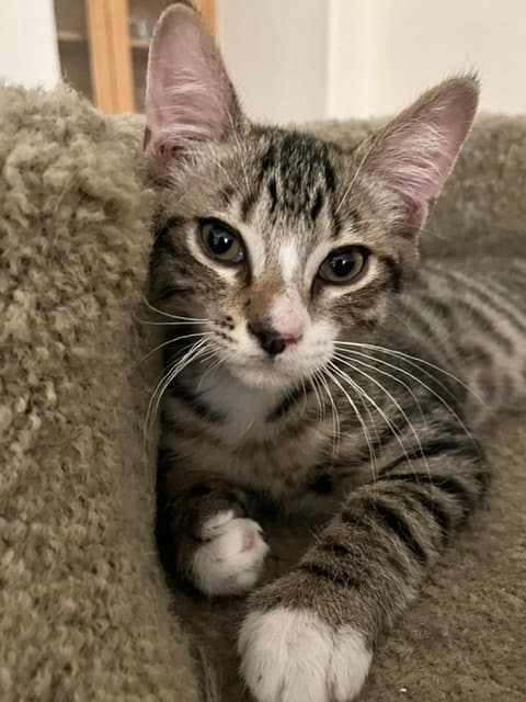 Loki - Domestic Short Hair