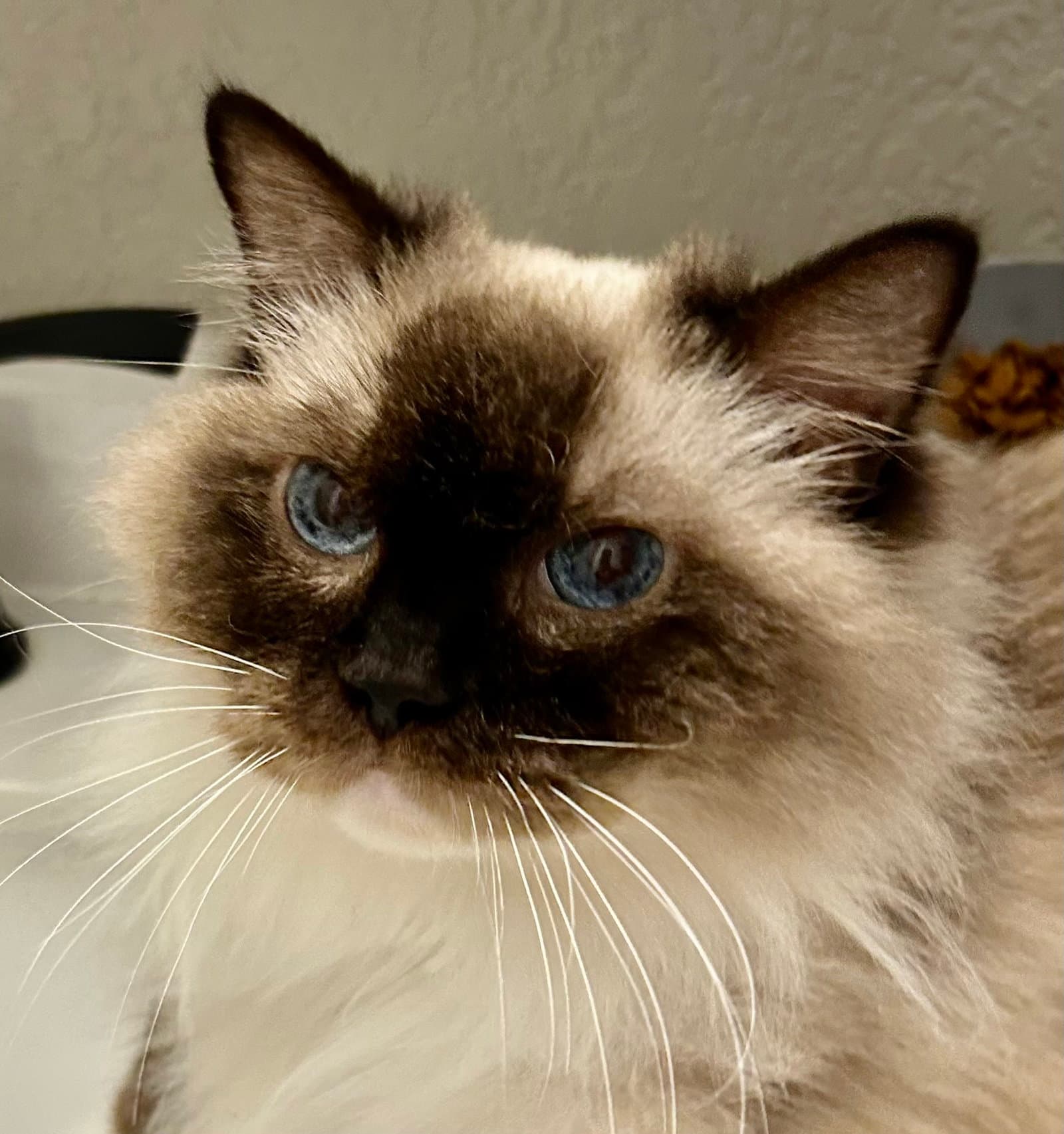 Maggie - Ragdoll