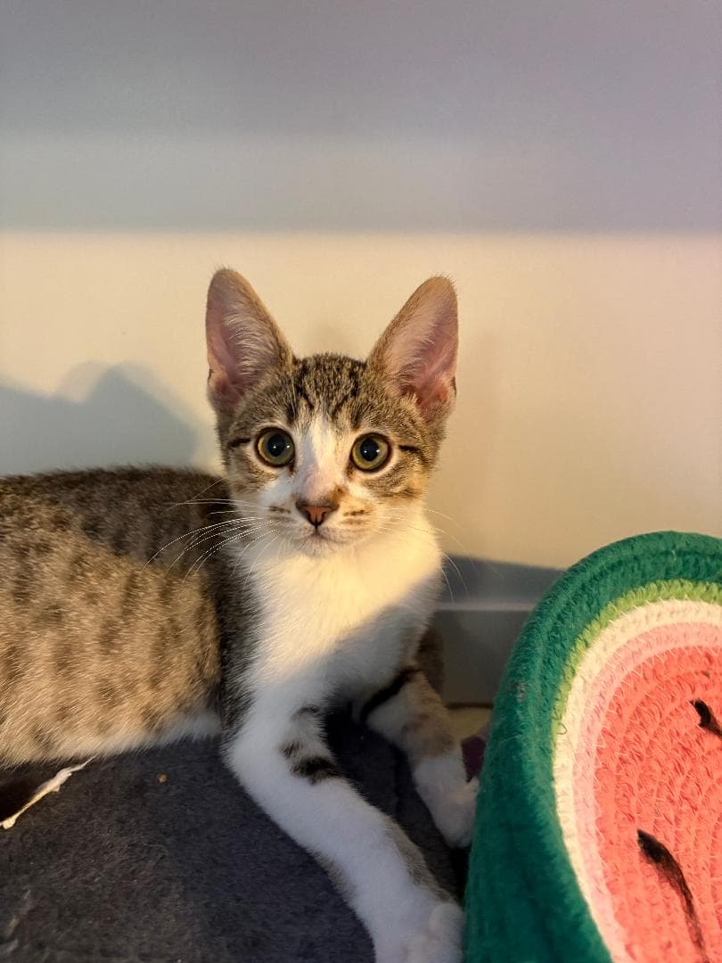 Bruh Bonded With Sis - Domestic Short Hair