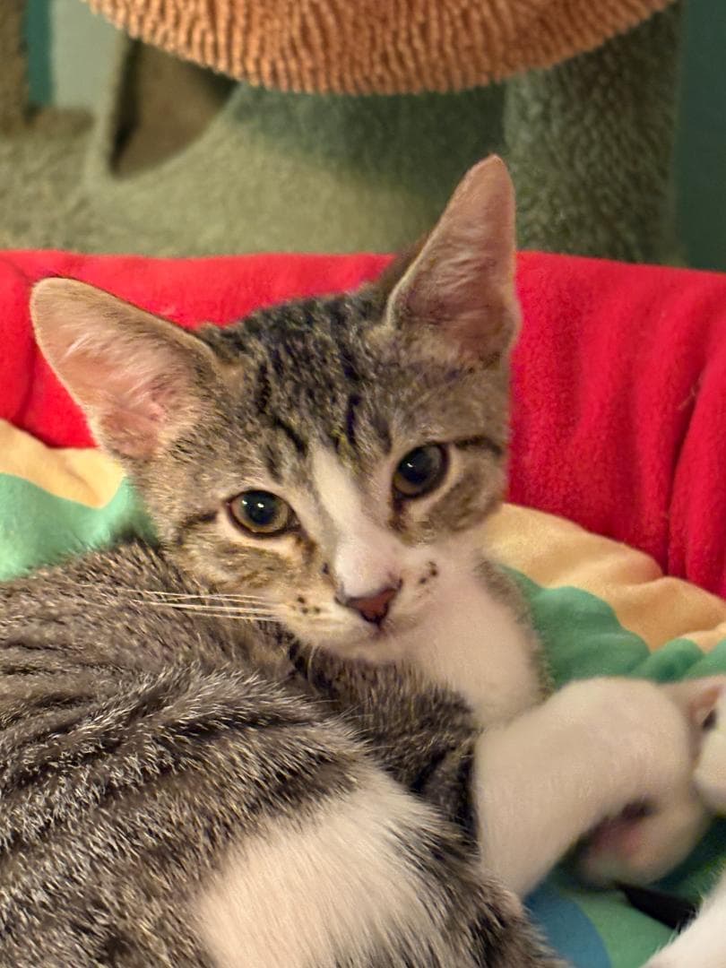 Sis Bonded With Bruh - Domestic Short Hair