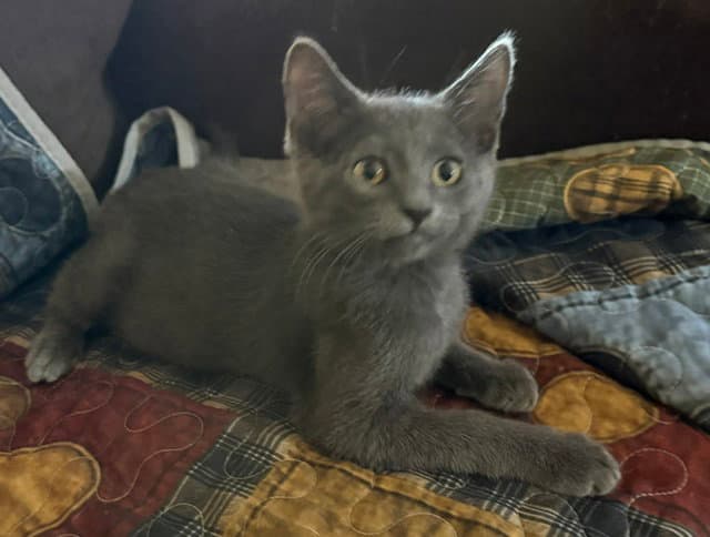 Nod Bonded With Felix - Domestic Medium Hair