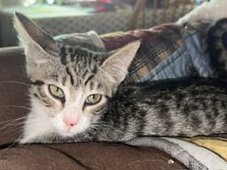 Felix Bonded With Nod image 1
