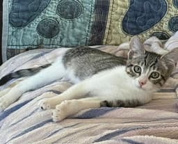 Felix Bonded With Nod image 2