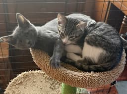 Felix Bonded With Nod image 3