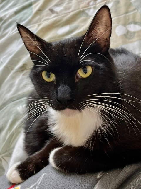 Jasper Bonded With Al - Tuxedo