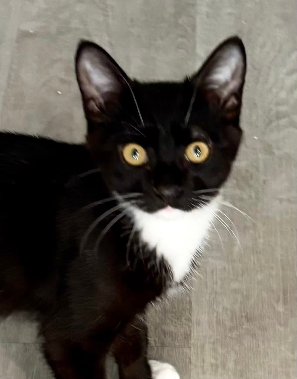 Jasper Bonded With Al - Tuxedo