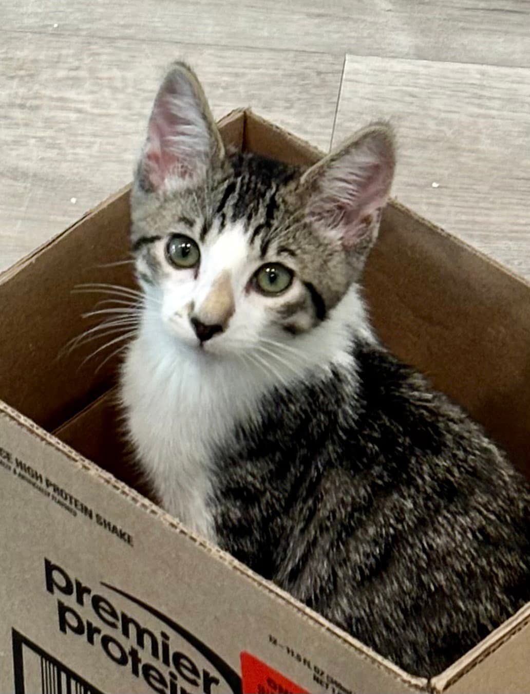 Al Bonded With Jasper - Tabby