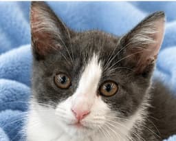 Catrick Swayze image 1
