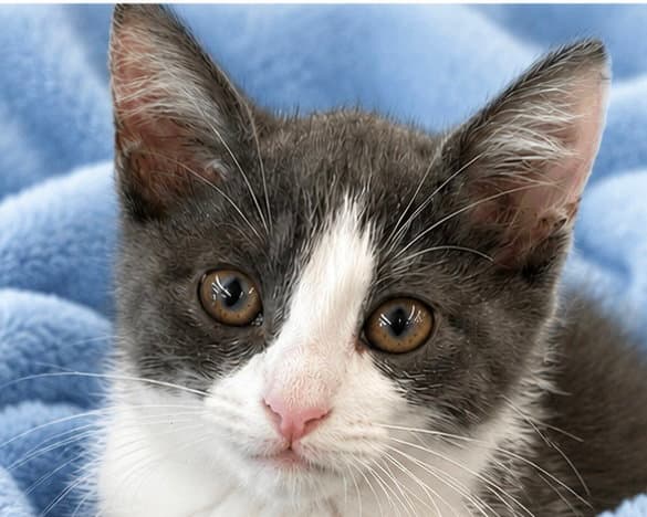 Catrick Swayze - Domestic Short Hair