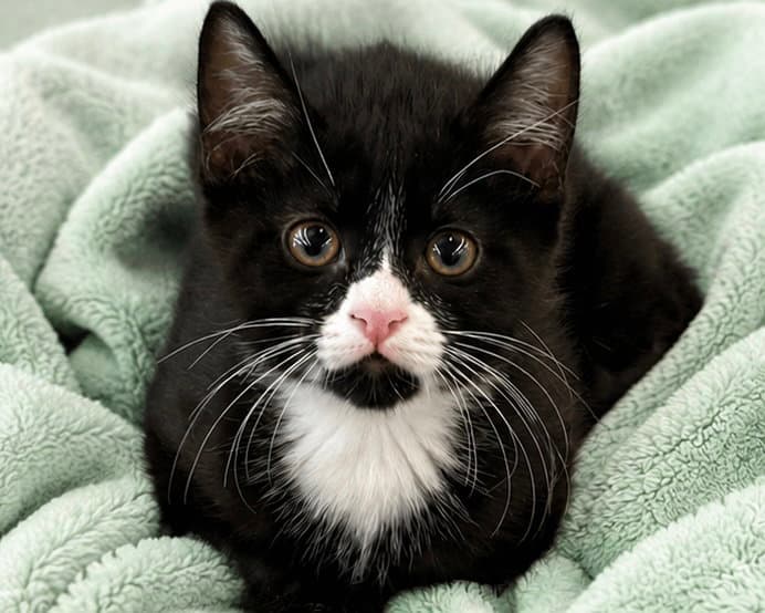 Gorp - Domestic Short Hair