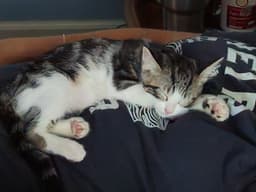 Pocket Coco image 2