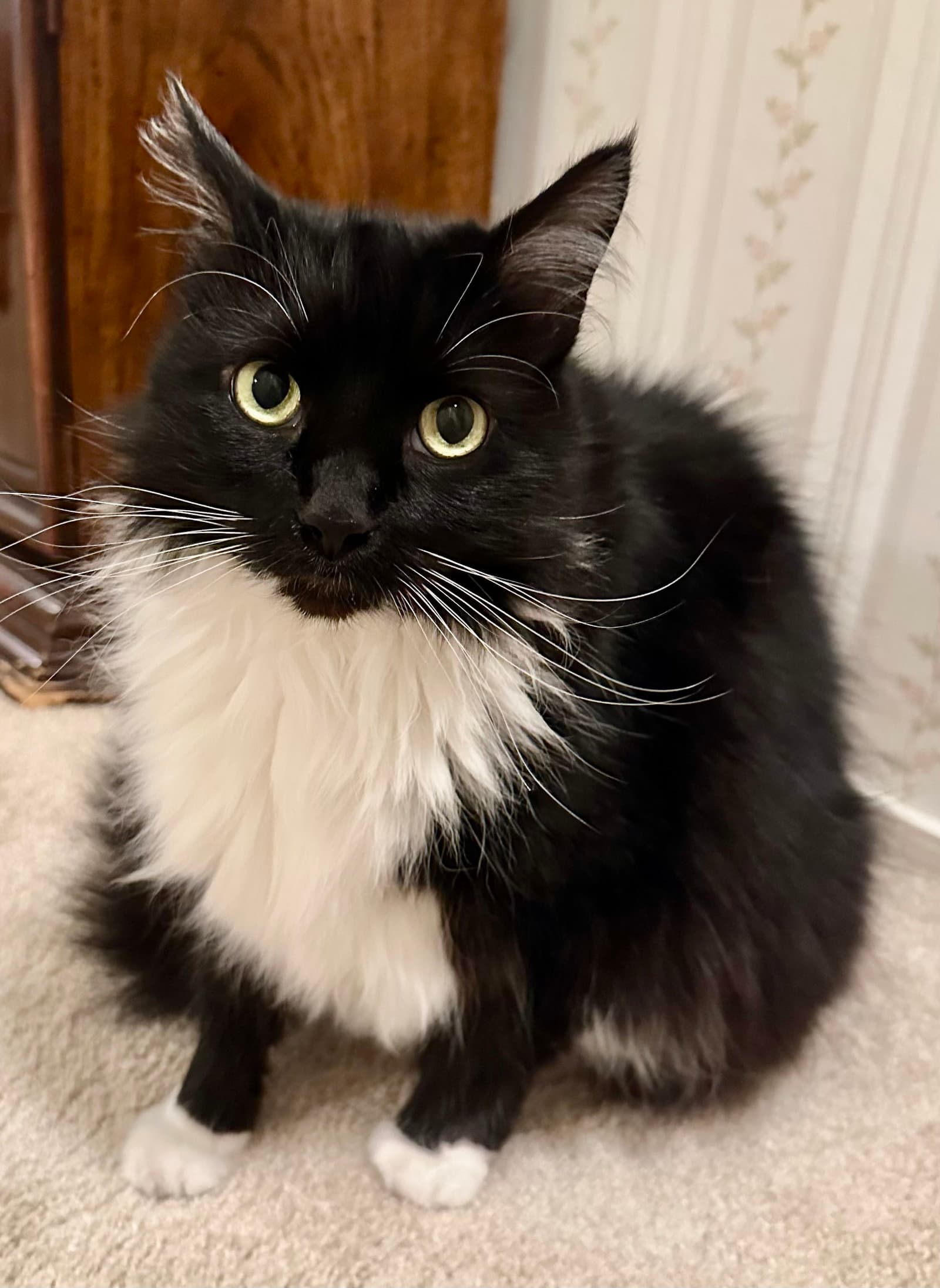 Samantha  Samson Bonded Siblings - Tuxedo