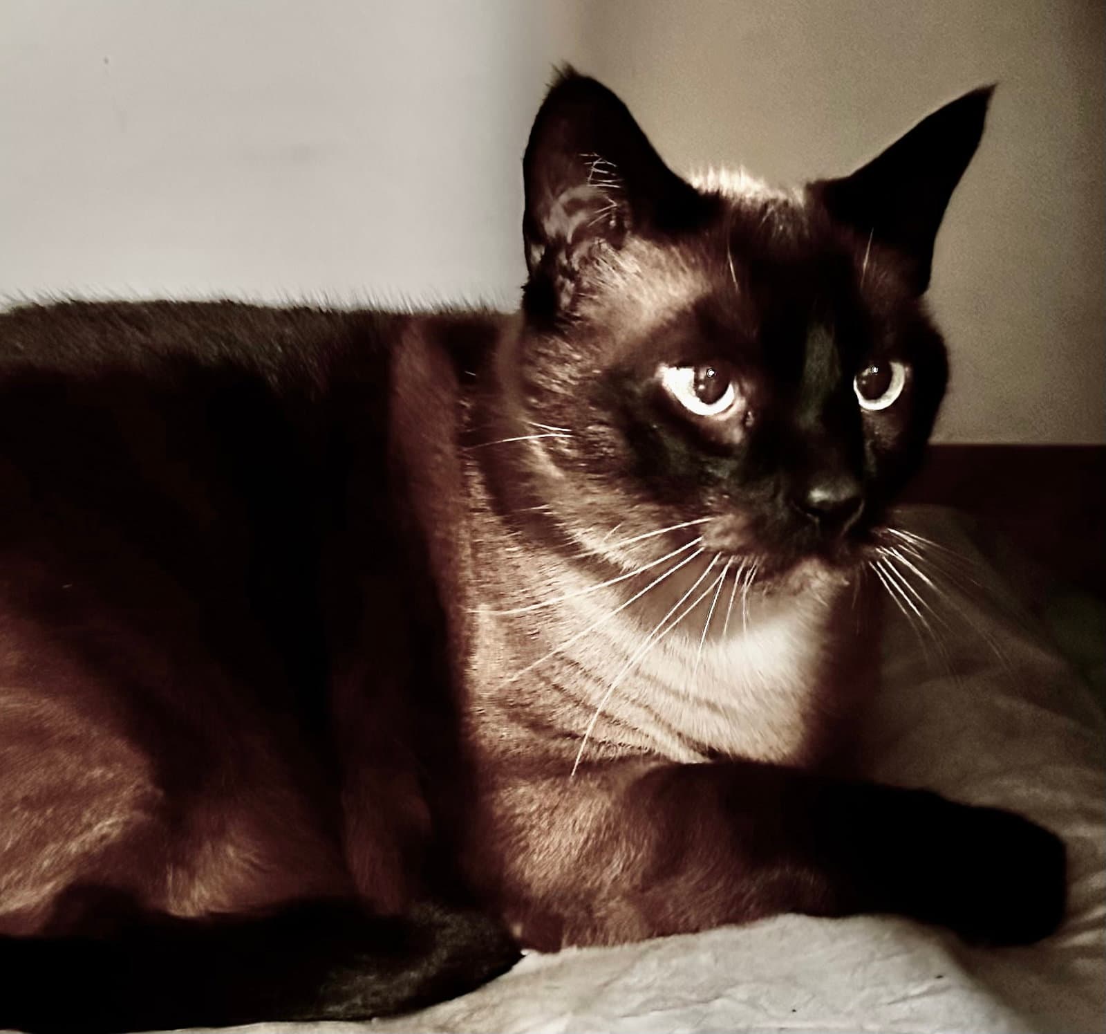 Samson  Samantha Seniors - Siamese