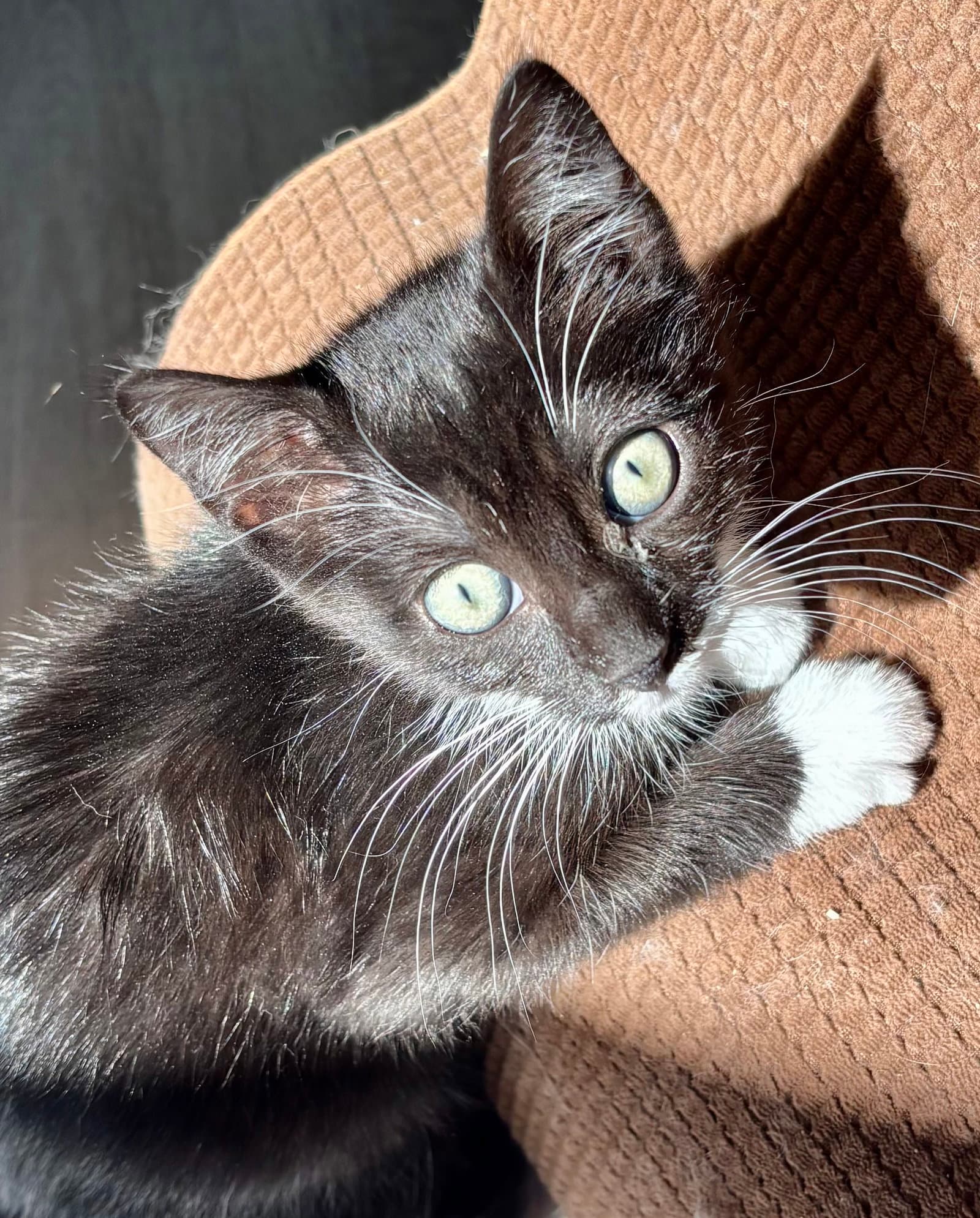 Paula - Tuxedo