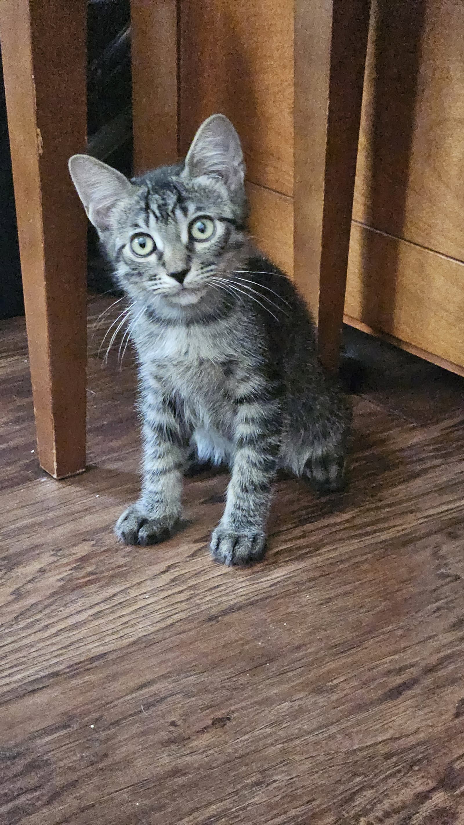 Mr Beans - Domestic Short Hair