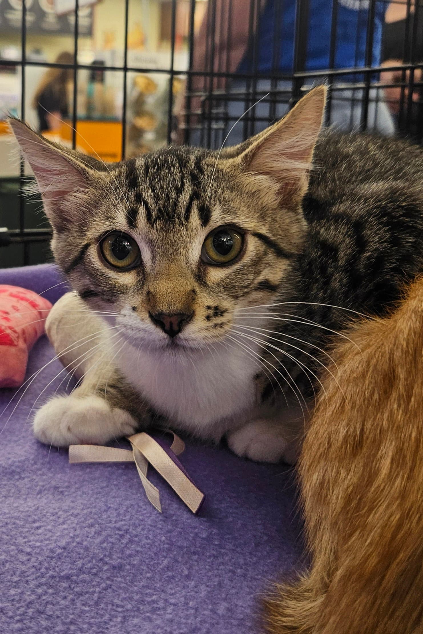 Tabasco - Domestic Short Hair