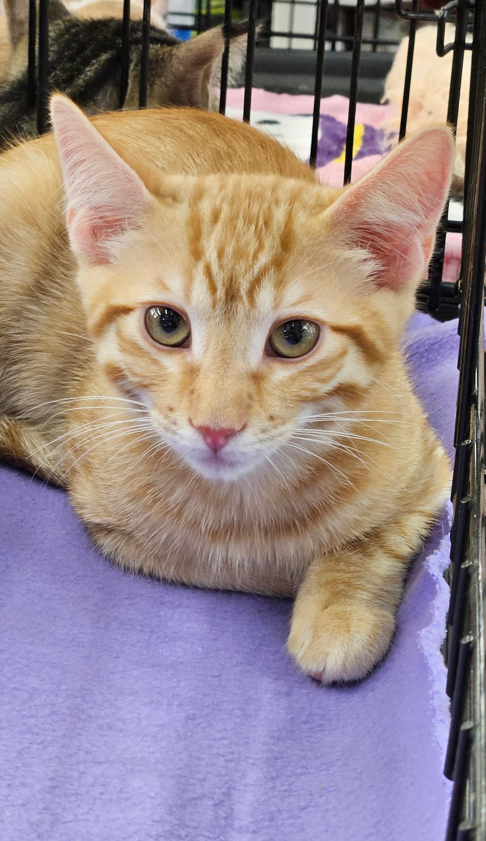 Sriracha - Domestic Short Hair