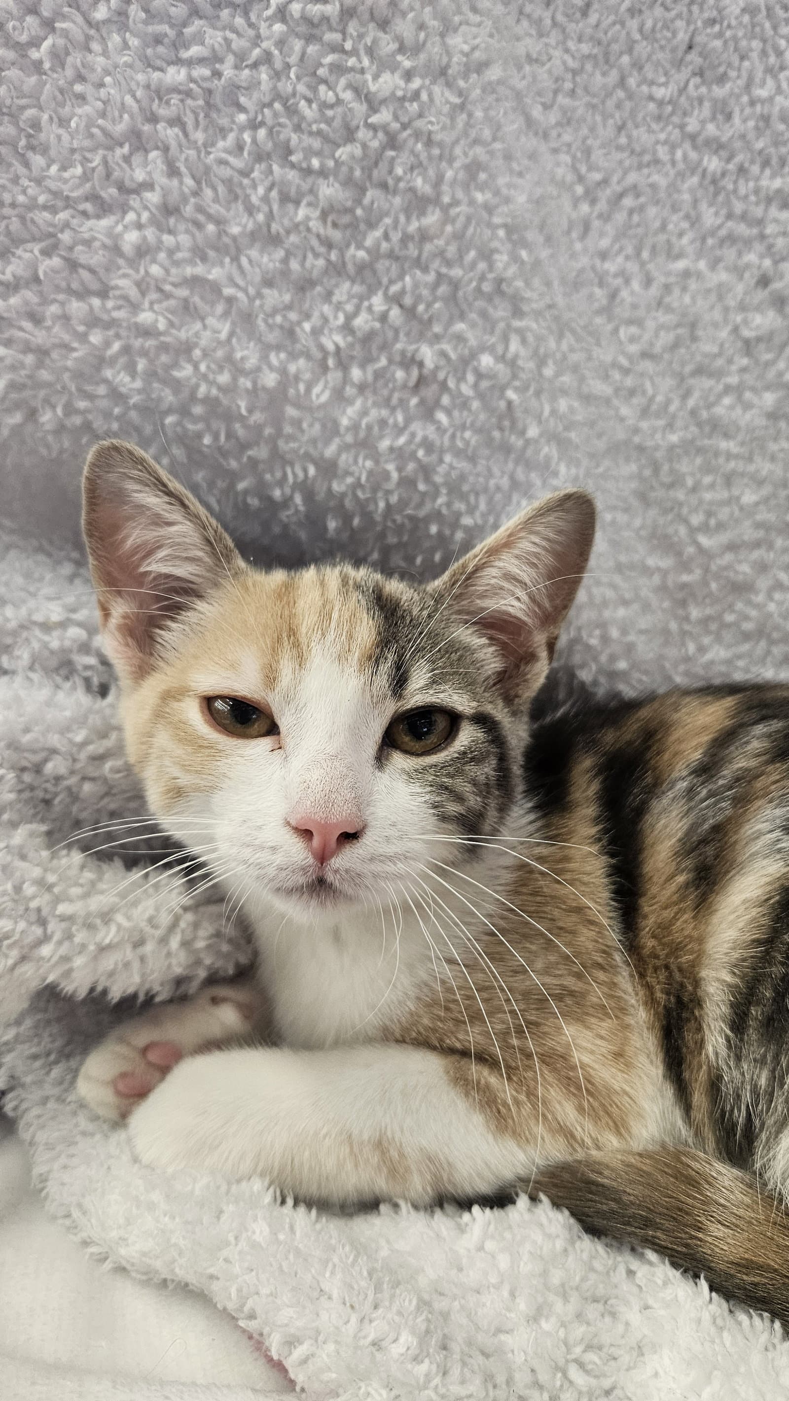 Rhonda Bonded With Donna - Domestic Short Hair