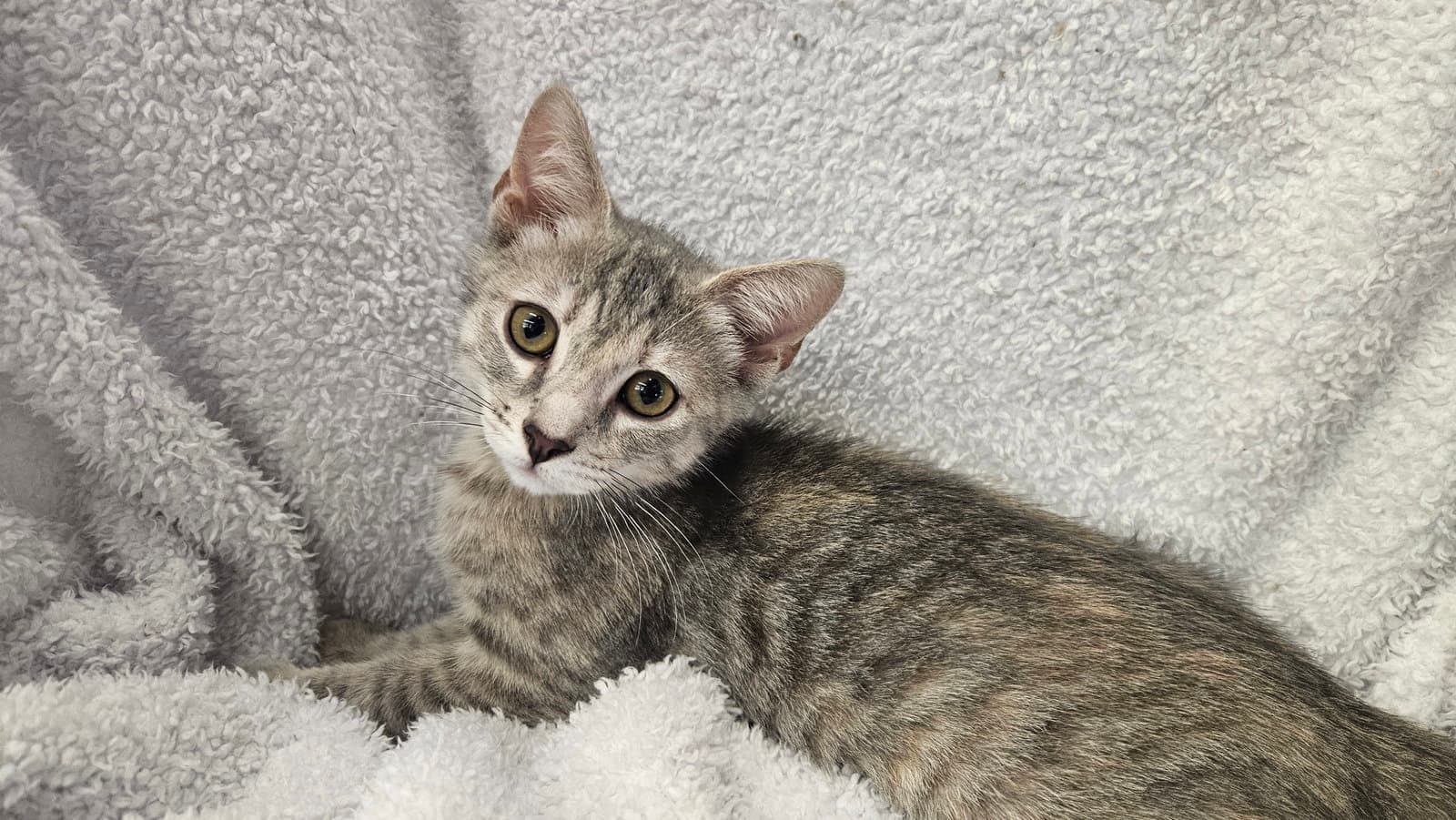 Donna Bonded With Rhonda - Domestic Short Hair