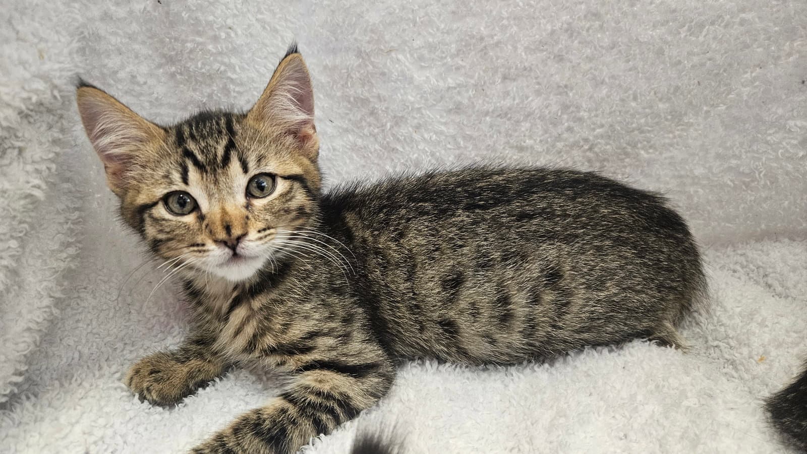 Charles Bonded With Winston - Domestic Short Hair