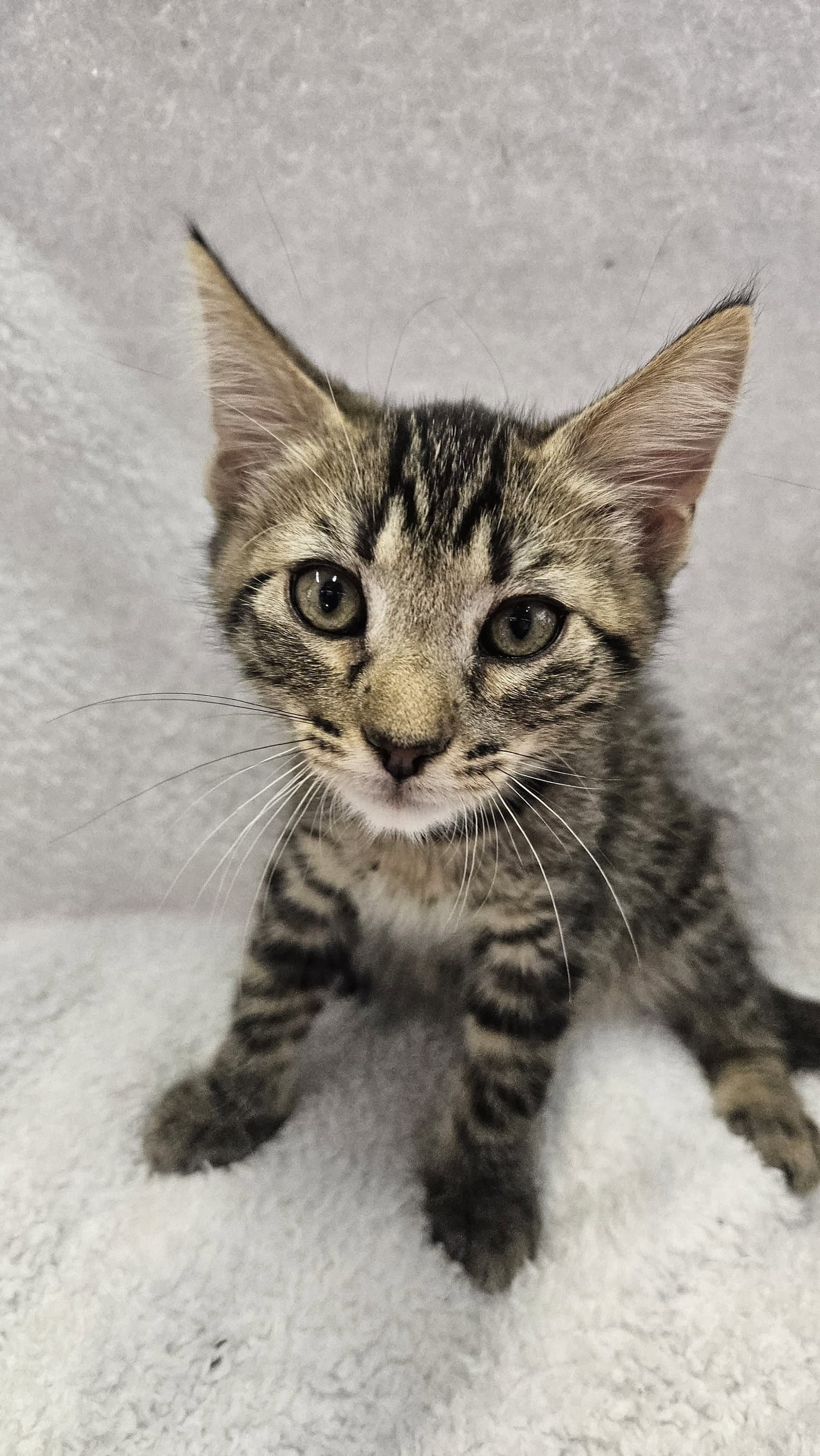 Winston Bonded With Charles - Domestic Short Hair