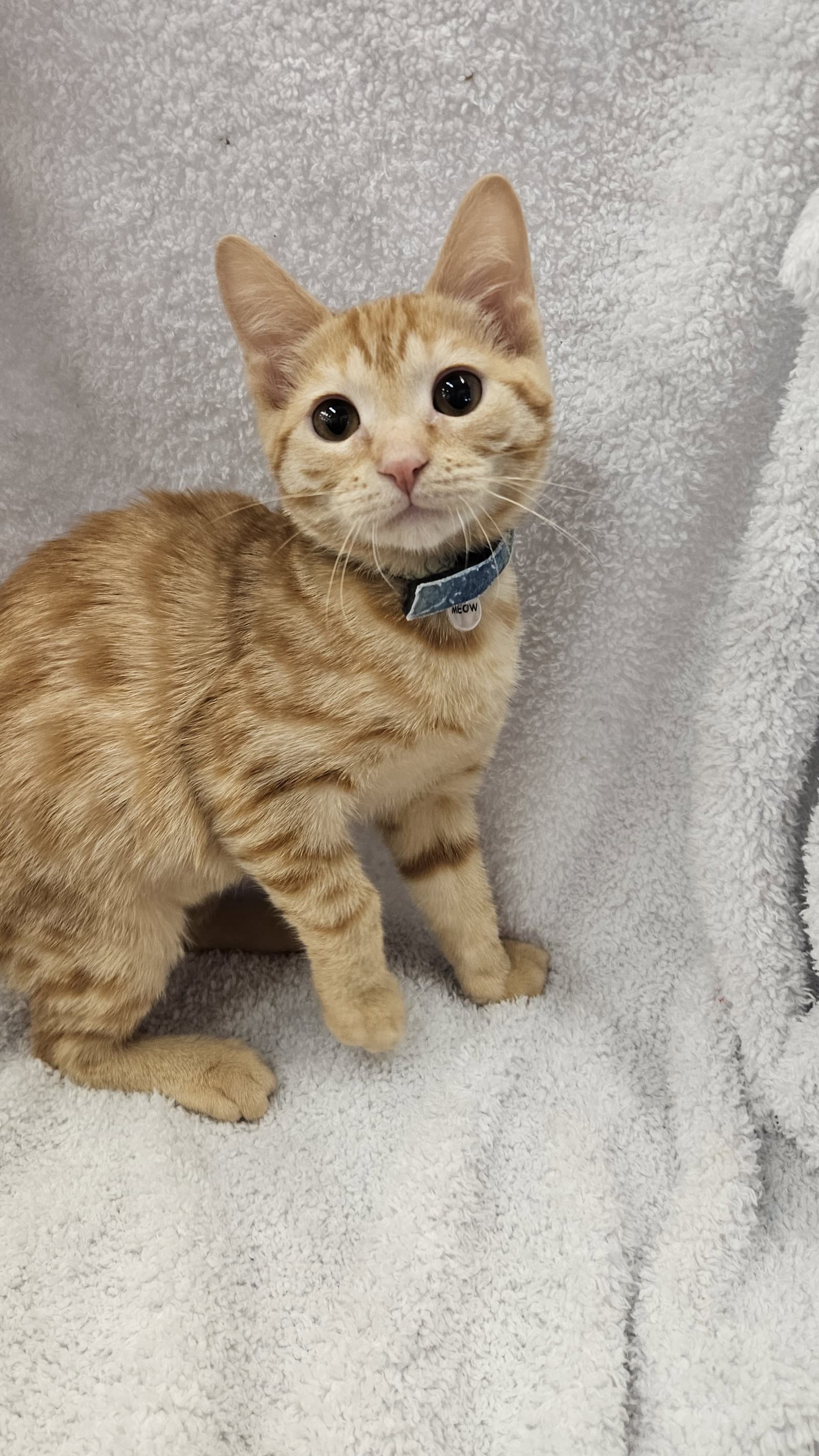 Flint - Domestic Short Hair