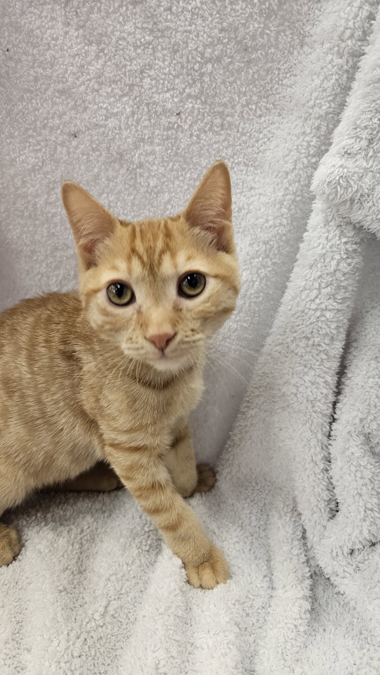 Blaze - Domestic Short Hair
