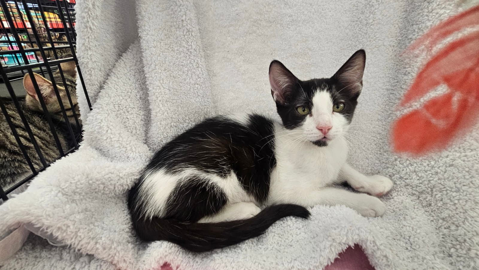 Panda - Domestic Short Hair