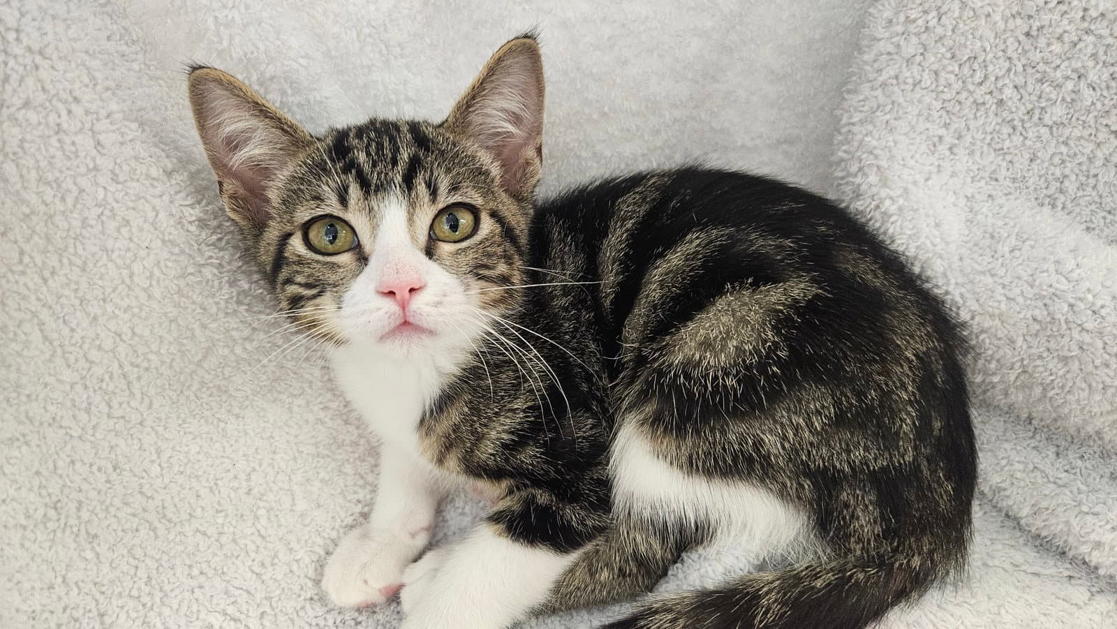 Marbles - Domestic Short Hair