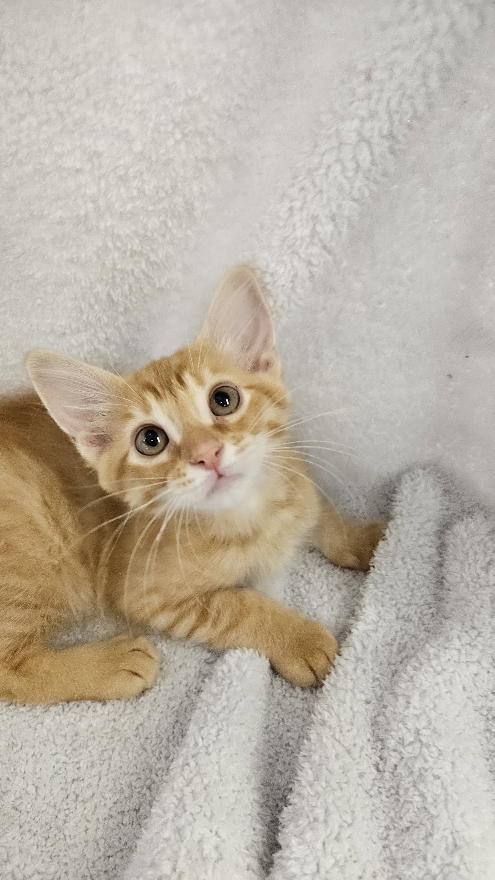 Copper - Domestic Short Hair