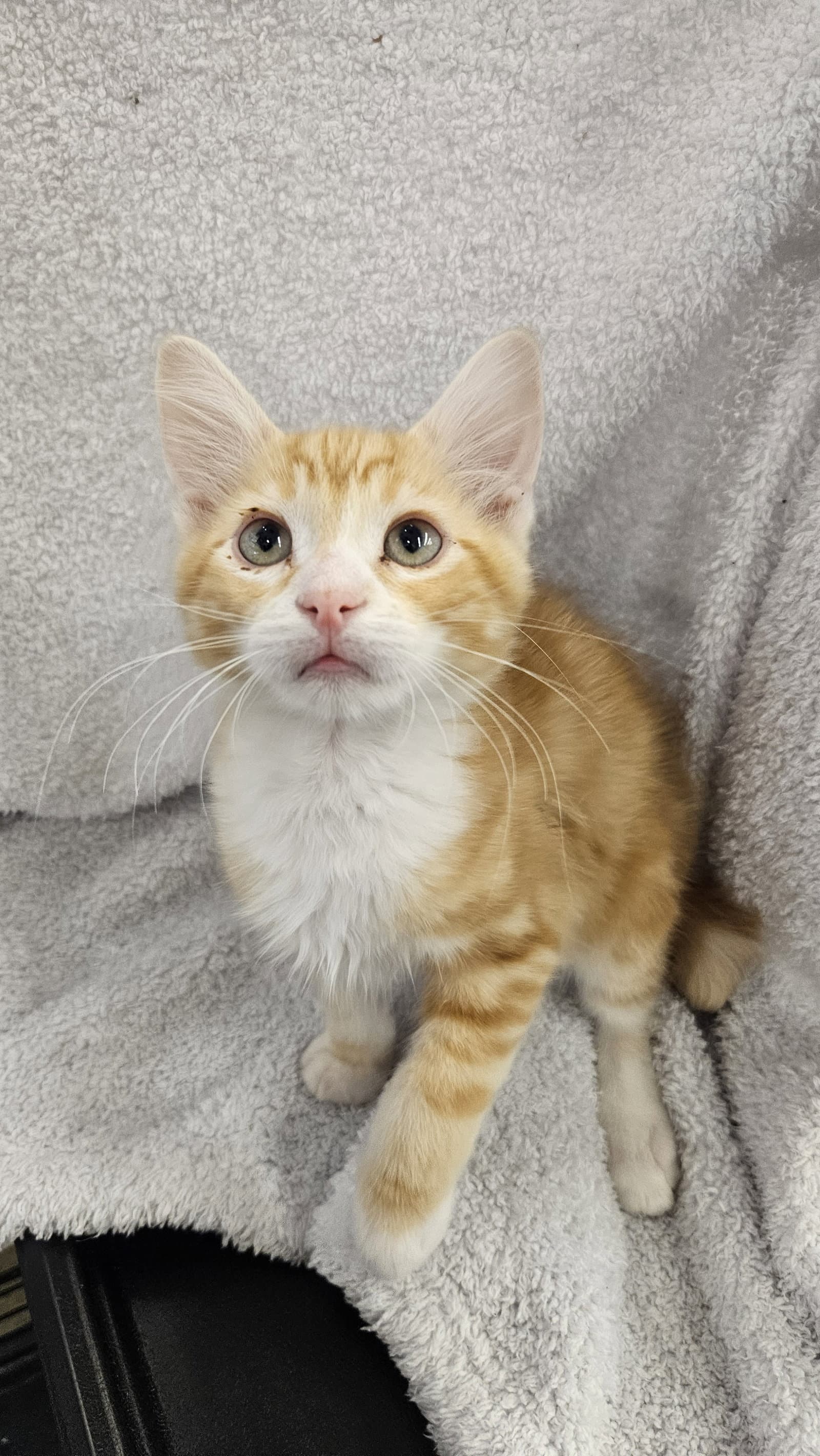 Archie - Domestic Short Hair