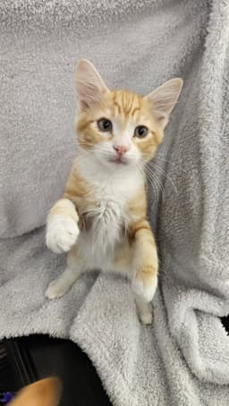 Archie image 2