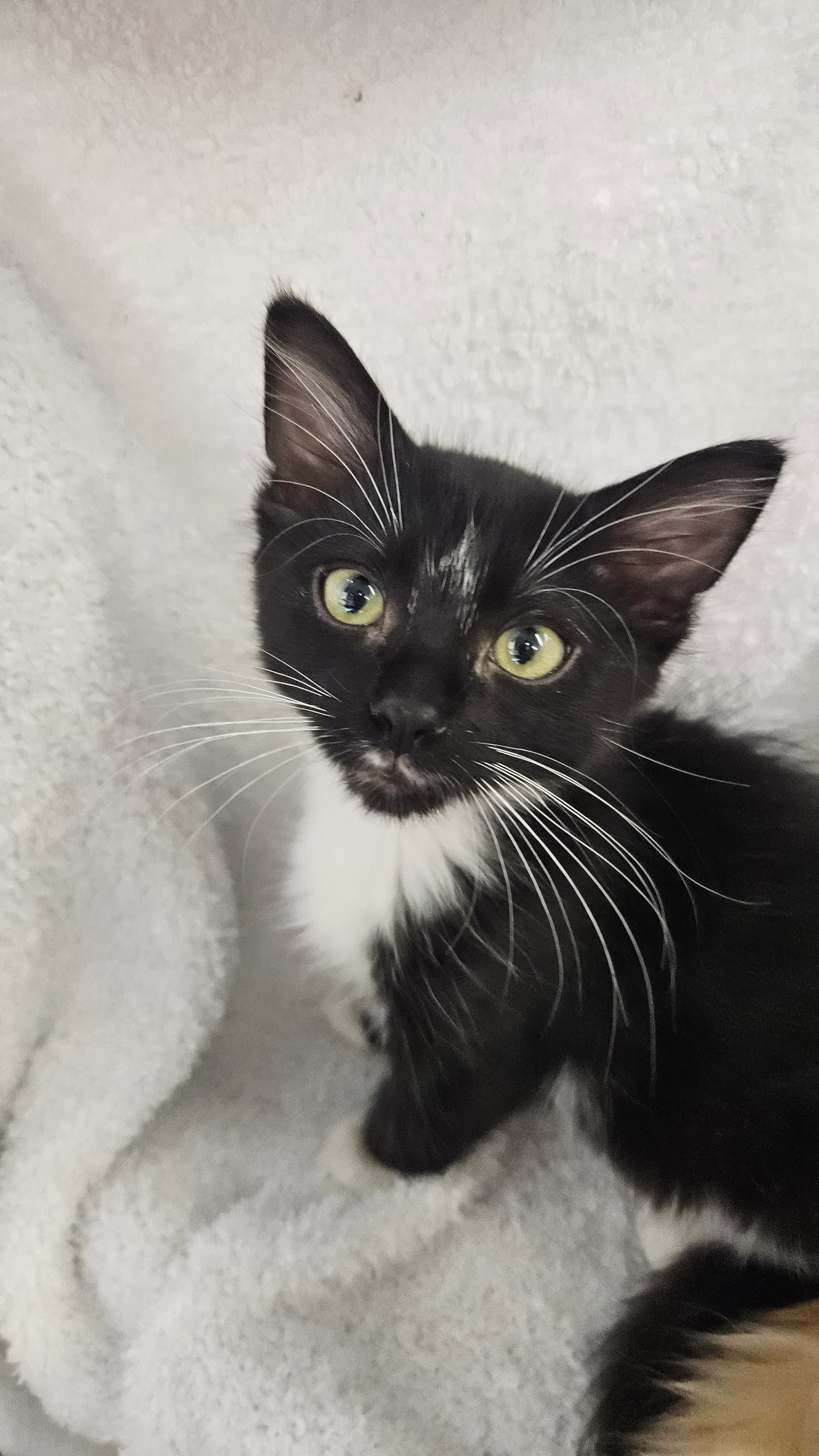 Romeo - Domestic Short Hair