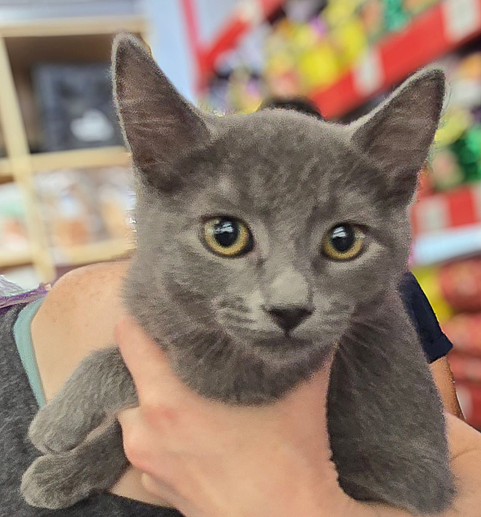 Roni - Domestic Short Hair