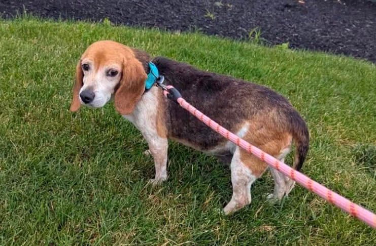 Penny Lane - Beagle