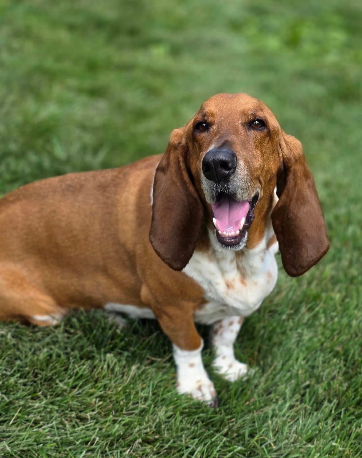 Norman - Basset Hound