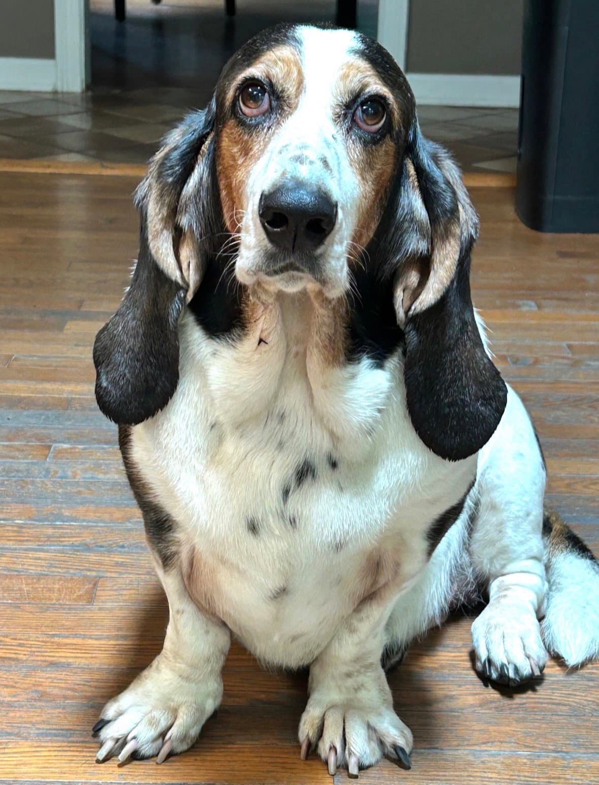 Frankie Female And Stella - Basset Hound