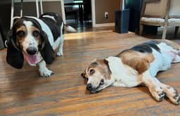 Frankie Female And Stella image 2