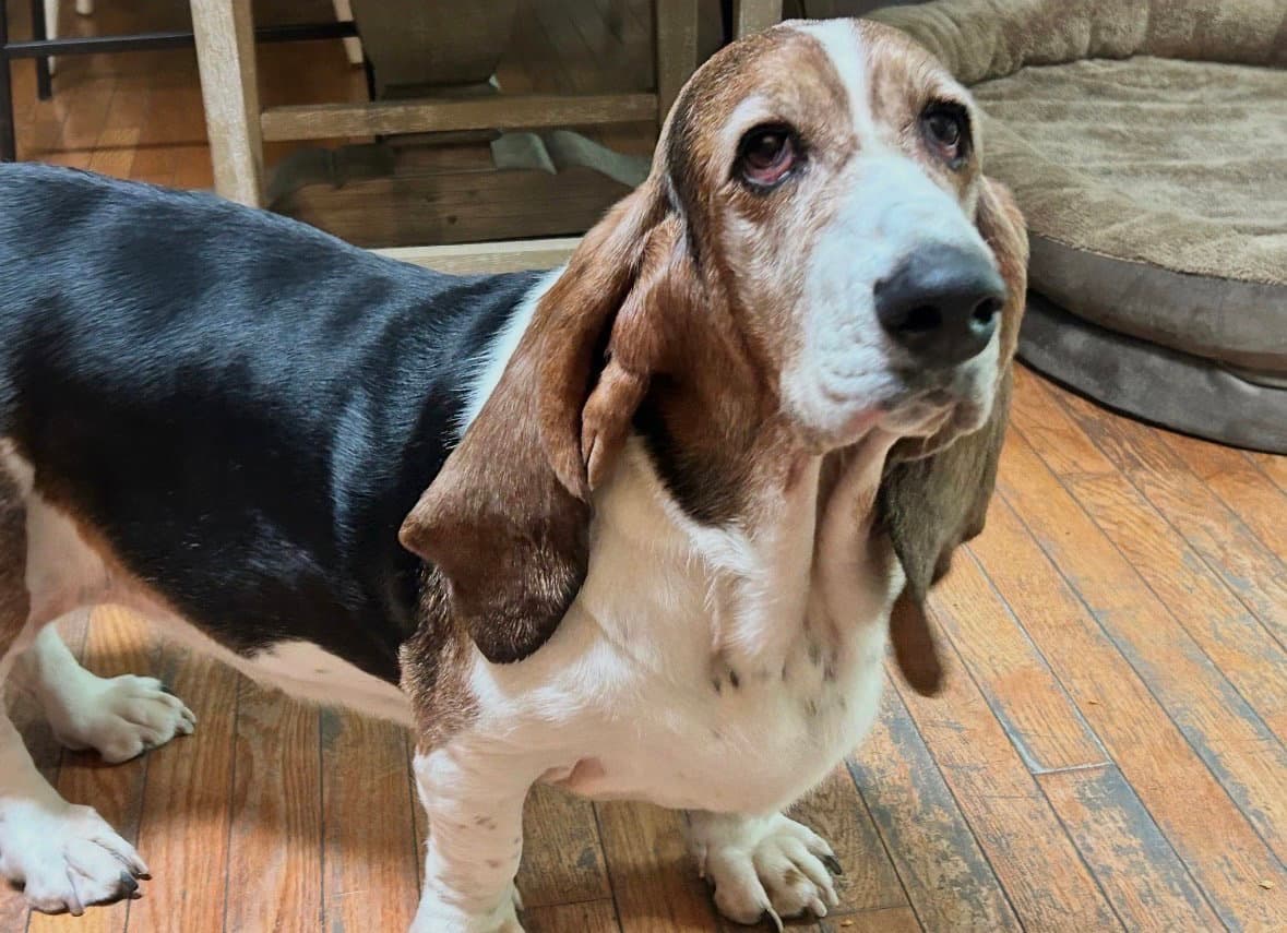 Stella And Frankie - Basset Hound