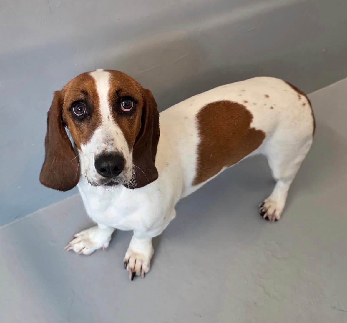 Whiskey - Basset Hound