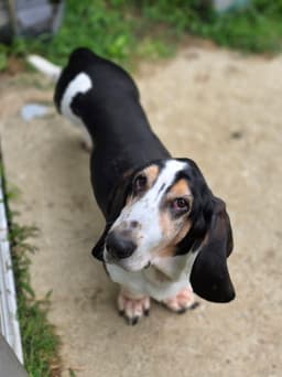 Otis image 1
