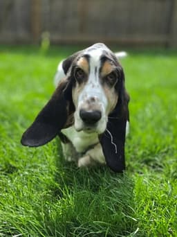 Otis image 2