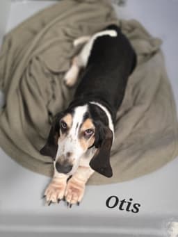 Otis image 3