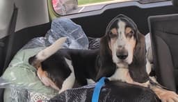 Otis image 4