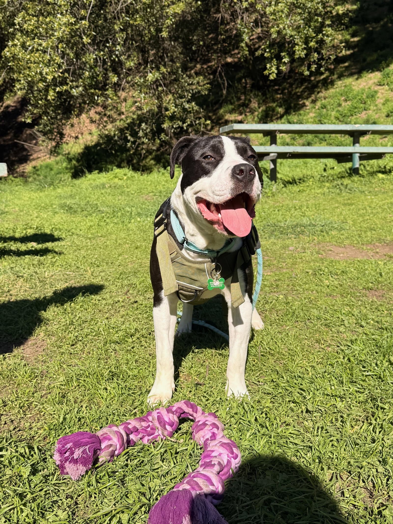 Lil John - American Pit Bull Terrier