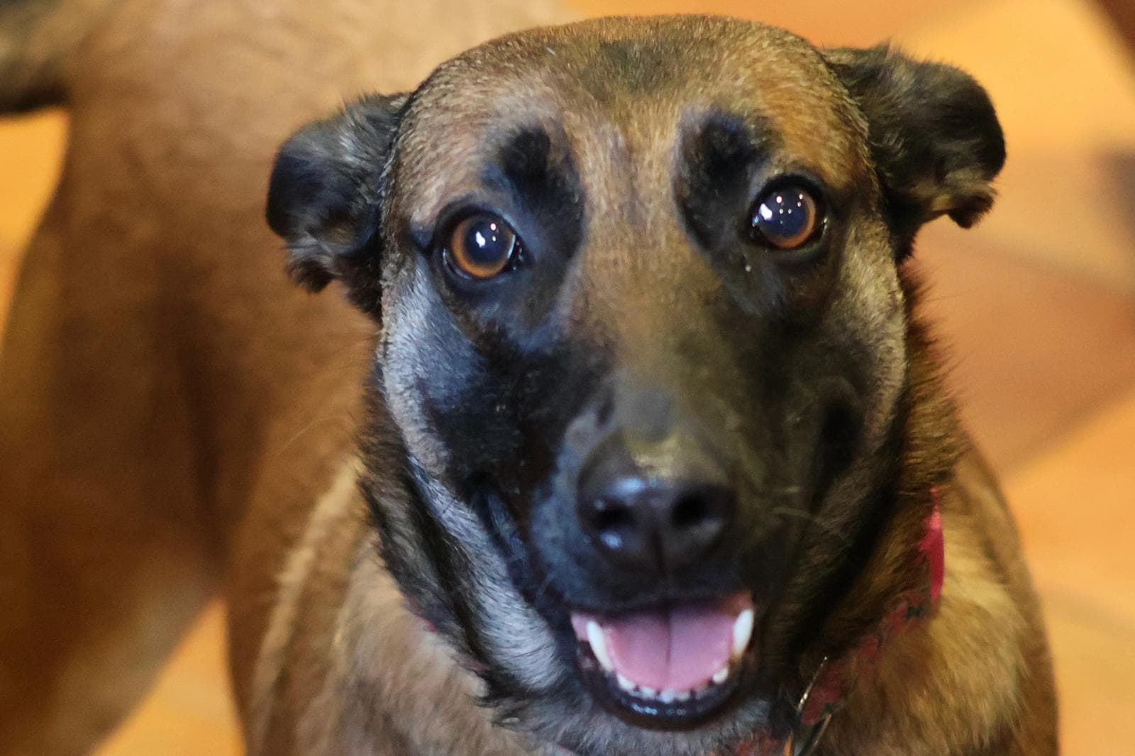 Cheyenne - Belgian Shepherd Malinois