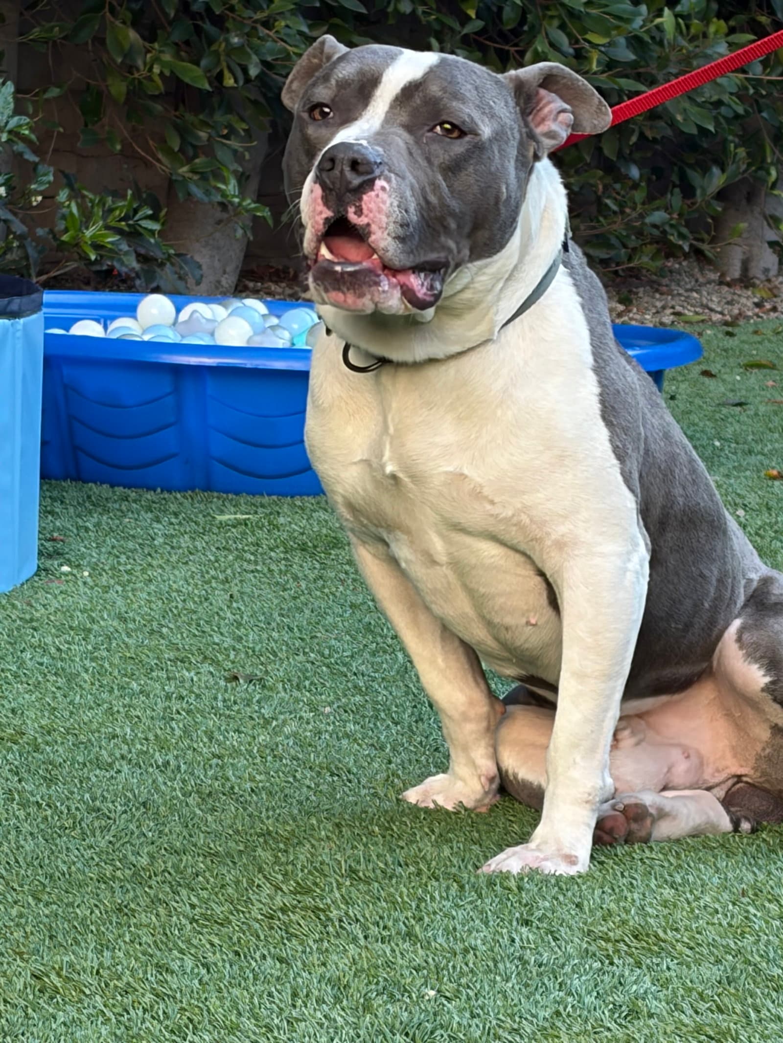 Zeus - American Pit Bull Terrier