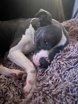 Zeus image 4