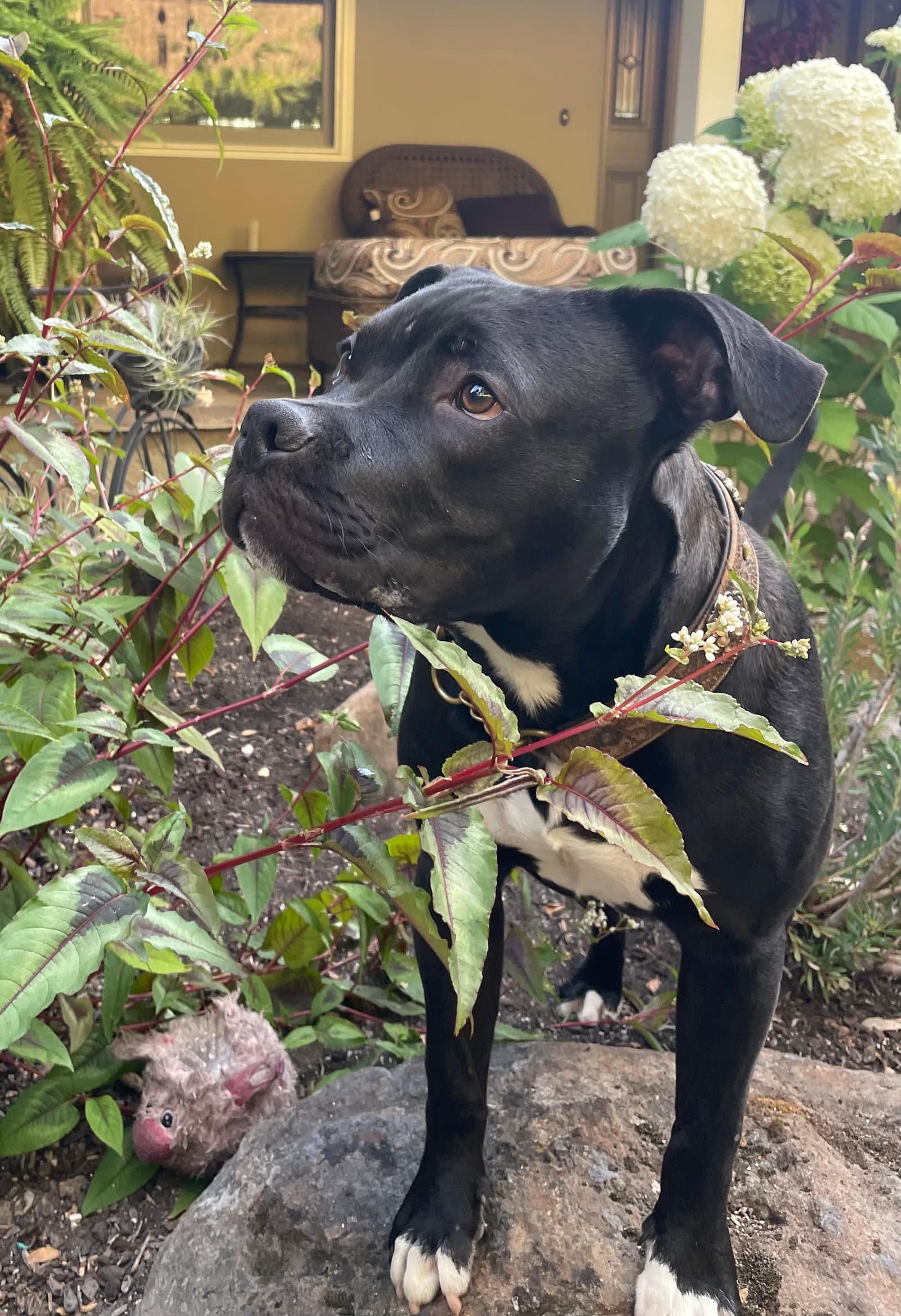 Buddy - American Staffordshire Terrier
