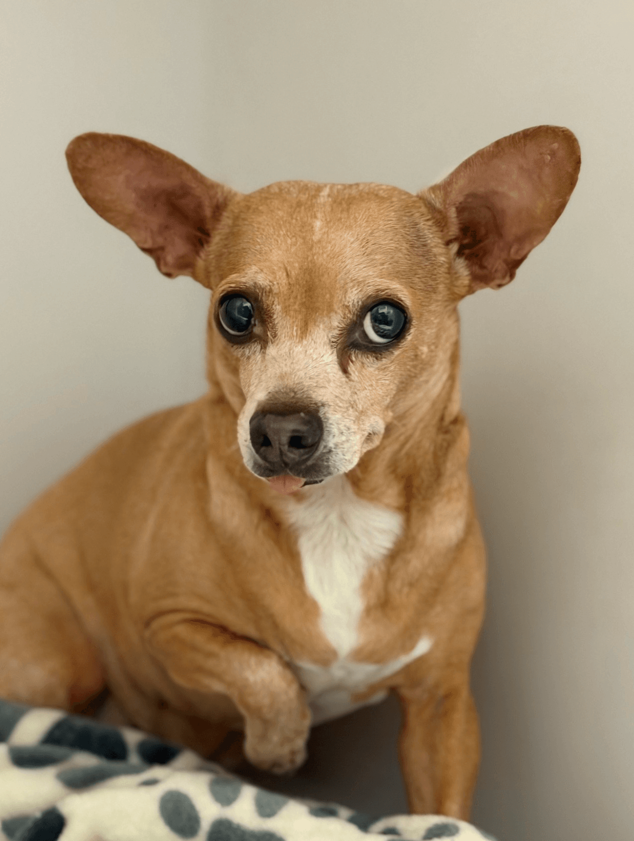 Abbie - Dachshund